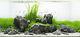 Aquarium Stone Seiryu Rock Natural Fish Tank Decoration Grey Mountain 25kg Set